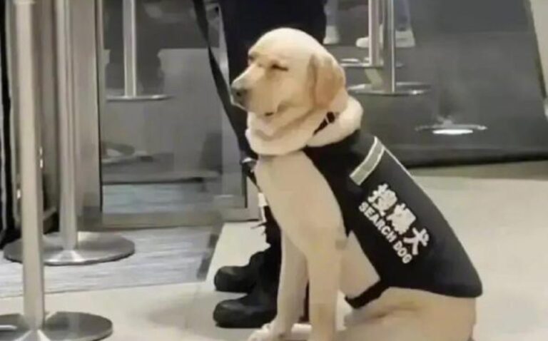 “No quería trabajar”: Perrito de seguridad se hace viral tras dormirse en plena jornada de trabajo