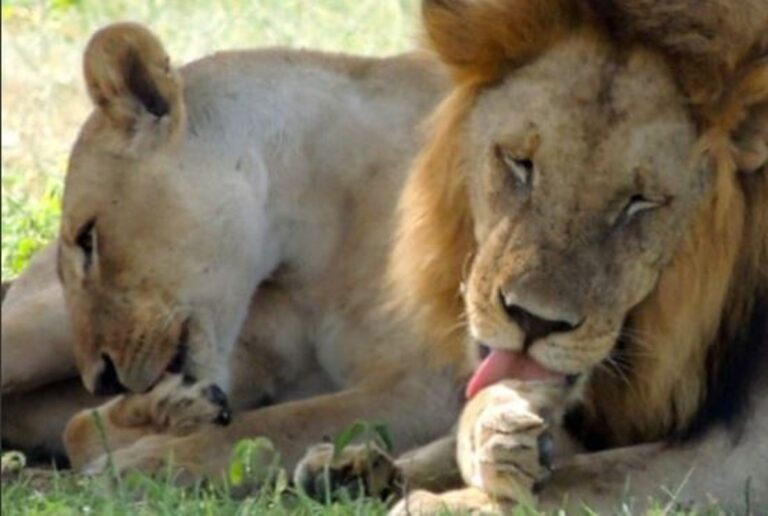 Cuatro leones de un parque en Singapur dan positivo en prueba de Coronavirus