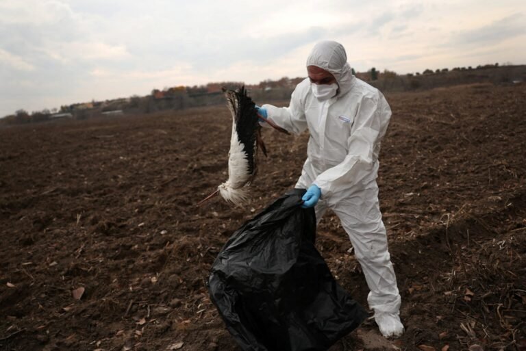 Confirmado brote de gripe aviar de alta patogenicidad en Madrid