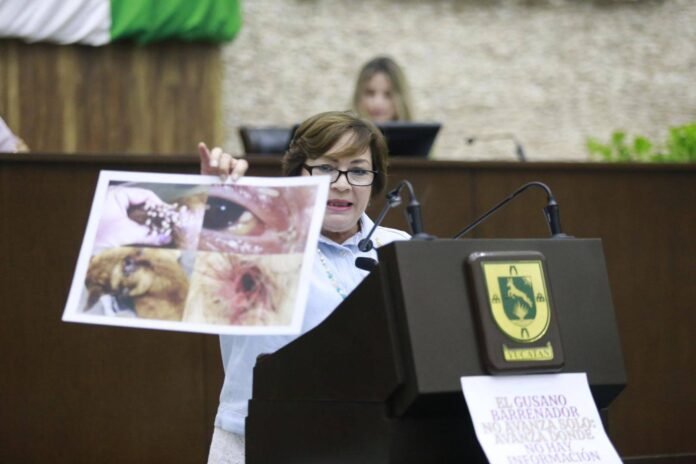 causa alarma diputada