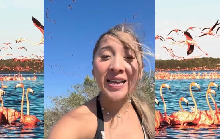 Polémica en redes por video que altera hábitat de flamingos