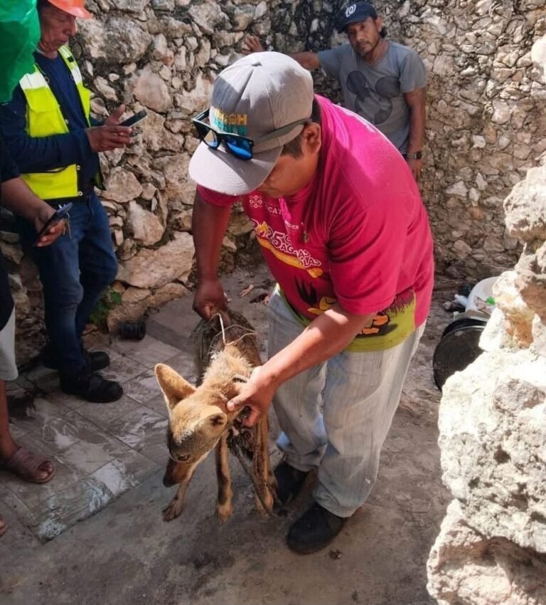 Capturan a coyote que deambulaba en calles de comisaría de Tecoh
