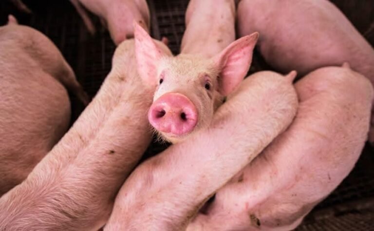 Logran en Argentina el primer cerdo clonado de Latinoamérica para futuros trasplantes en humanos