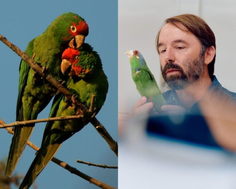 Loros mexicanos conquistan Los Ángeles: miles prosperan en la ciudad y despiertan el interés de la ciencia