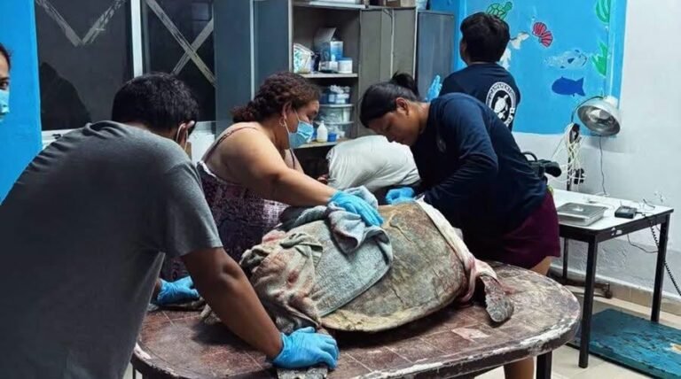 Rescatan a tortuga marina tras feroz ataque de perros ferales en playas de Sisal