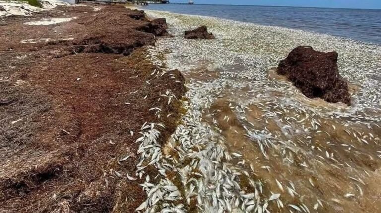 Aparición masiva de peces muertos en Puerto Morelos genera preocupación; señalan impacto del sargazo