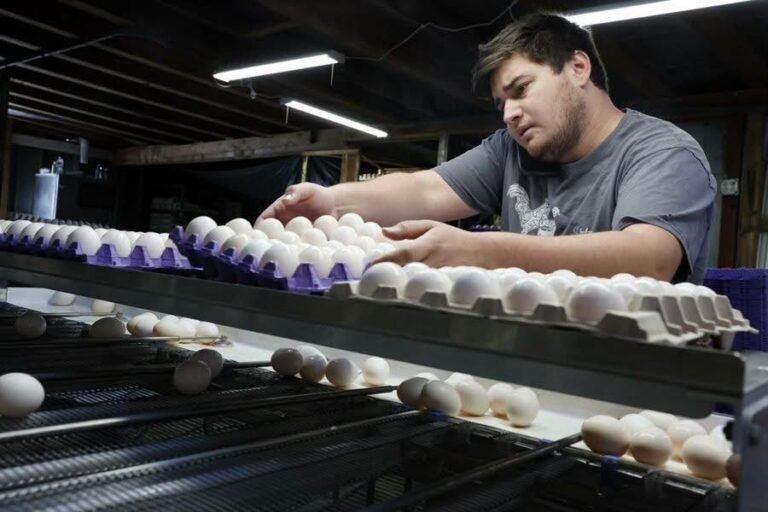 Alerta sanitaria en EE.UU.: retiran del mercado 1.5 millones de docenas de huevos por riesgo de salmonela