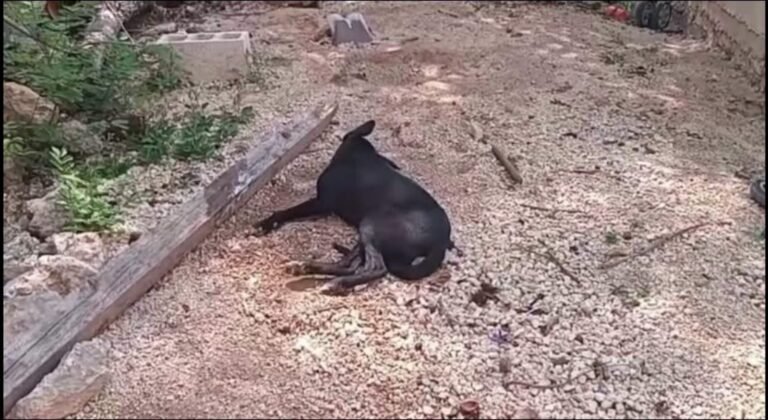 Denuncian presunto envenenamiento masivo de perros en Mesatunich; vecinos exigen justicia