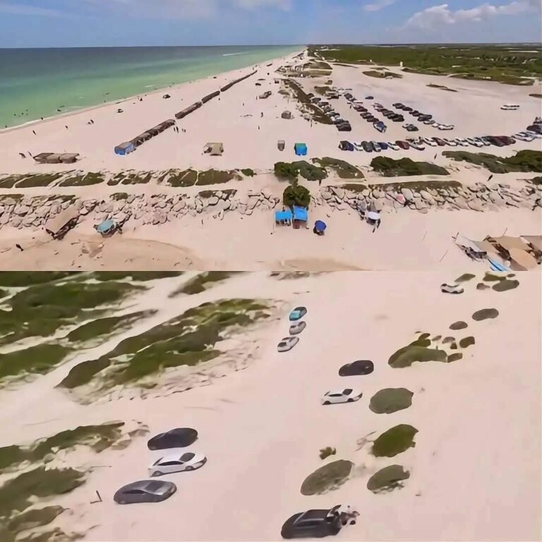 Denuncian daños potenciales a zona de anidación de tortugas por vehículos en playas de Chuburná