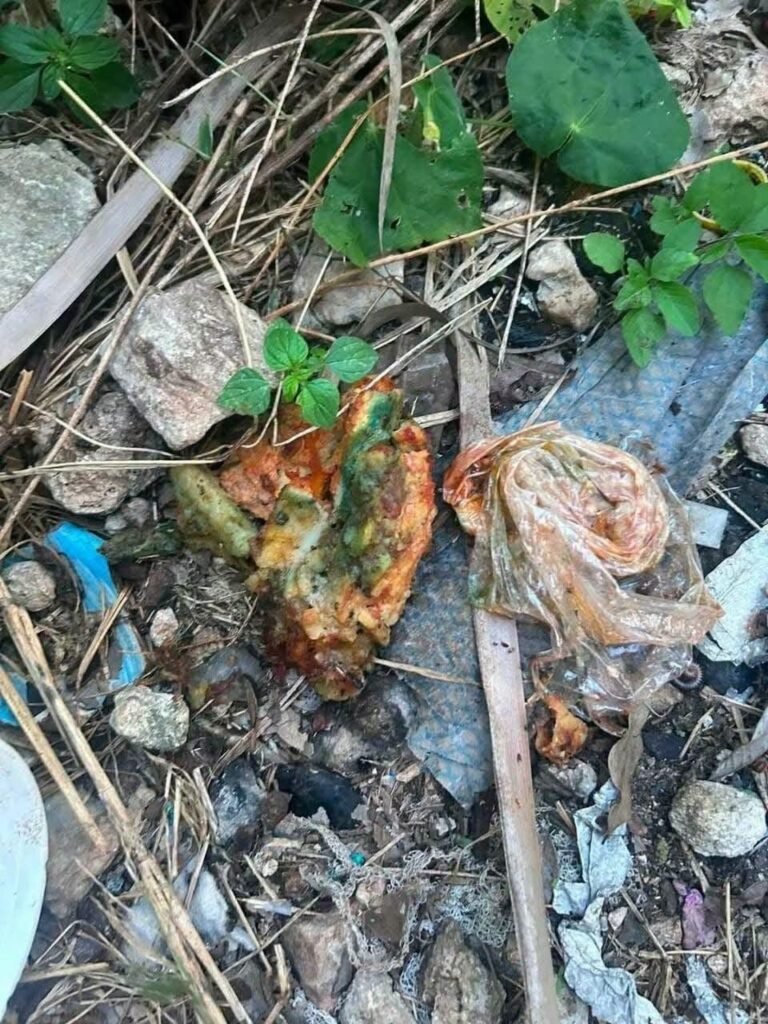 Alerta en Tecoh: reportan posible envenenamiento de perros, gatos y fauna silvestre